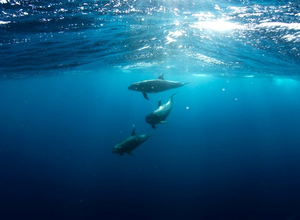 Quels sont les meilleurs spots pour la plongée en apnée avec les dauphins à Fernando de Noronha, Brésil : conseils et équipements ?